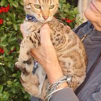 Bengala Maschio ultimo cucciolo