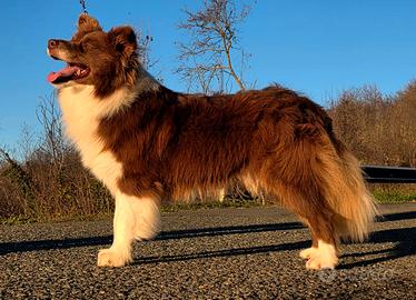 Border collie