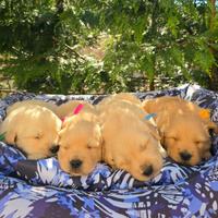 Golden retriever americano 100% pedigree ENCI