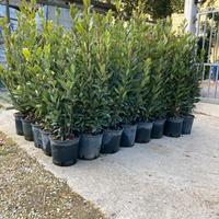 Piante ornamentali Alloro,Pitosforo, Rosmarino….