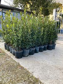 Piante ornamentali Alloro,Pitosforo, Rosmarino….