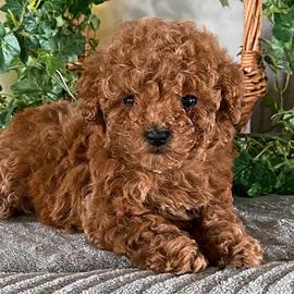 Cuccioli di barboncini toy M e F