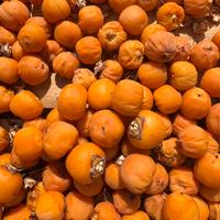 Semi  Cocos australis