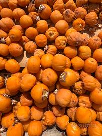 Semi  Cocos australis