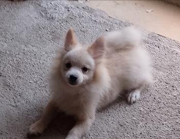 Volpino Pomerania toy