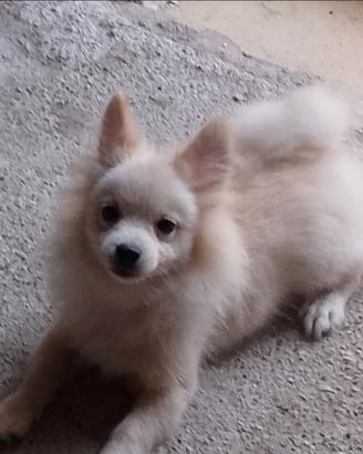 Volpino Pomerania toy