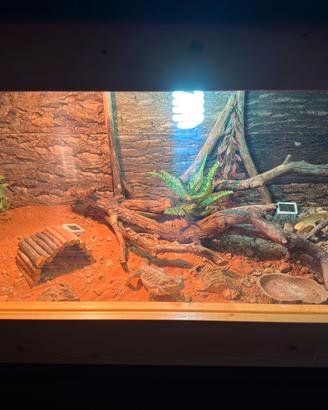 Pogona+terrario