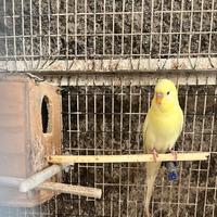 Pappagallo cocorita