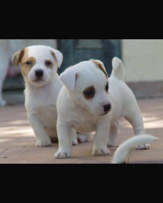 Cuccioli jack russel