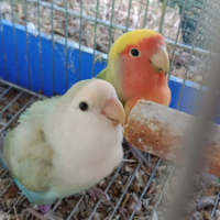 Coppia di inseparabili roseicollis