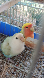 Coppia di inseparabili roseicollis