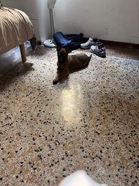 Cucciolo di Pastore belga