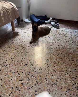 Cucciolo di Pastore belga