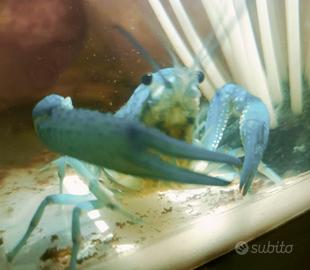Procambarus alleni blu adulto