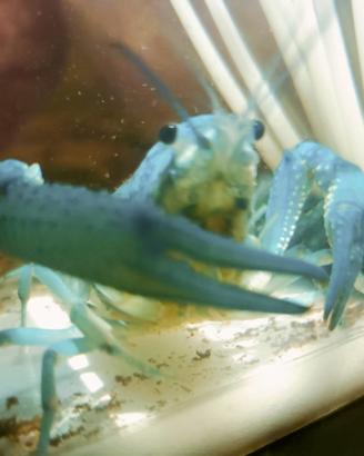 Procambarus alleni blu adulto