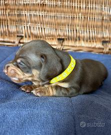 Cucciolata bassotti kaninchen merle M e F