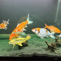 Carpe koi