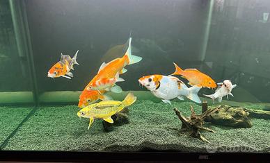 Carpe koi