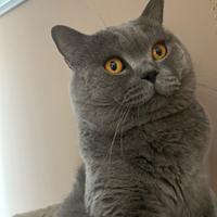 British shorthair blue pedigree wcf