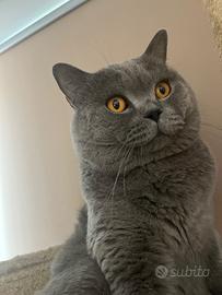 British shorthair blue pedigree wcf