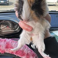 Cavia riccia femmina