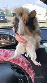 Cavia riccia femmina