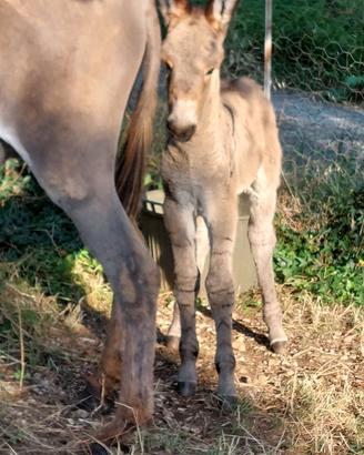 Asino Asinello Somaro Somarello di razza Amiatina