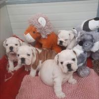Cuccioli Bulldog Inglese
