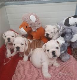 Cuccioli Bulldog Inglese
