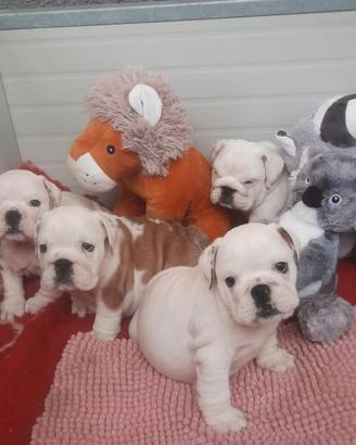 Cuccioli Bulldog Inglese