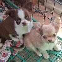 Maschi piccola taglia