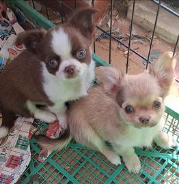 Maschi piccola taglia