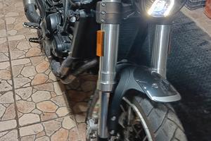 benelli leoncino 500 trail 