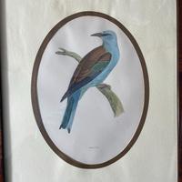 Stampe antiche  “A History of British Birds” 1857