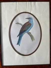 Stampe antiche  “A History of British Birds” 1857