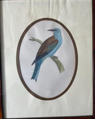 Stampe antiche  “A History of British Birds” 1857