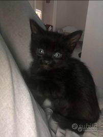Micio gattino