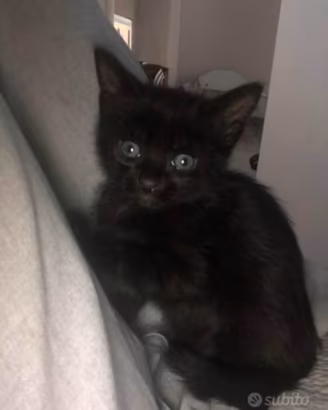 Micio gattino