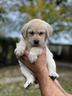 cuccioli-labrador-biondi-favolosi-disponibili