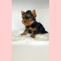 Yorkshire terrier toy