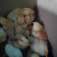 Pulcini taglia grande