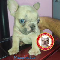Bulldog Francese