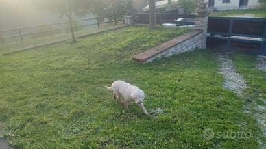 Lagotto maschio per accoppiamento