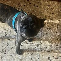 Bulldog francese