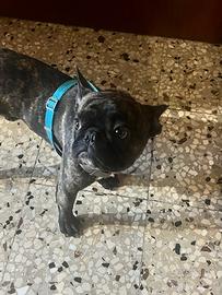 Bulldog francese