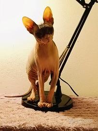Femmina Don Sphynx