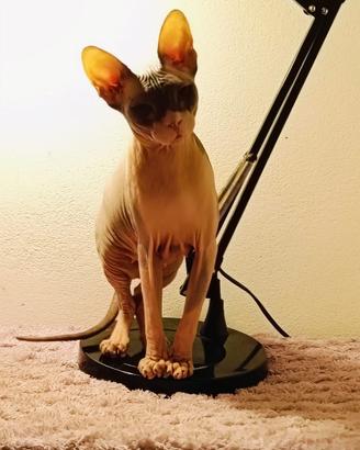 Femmina Don Sphynx