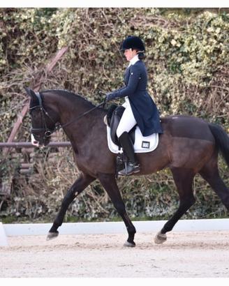 Cavalla dressage