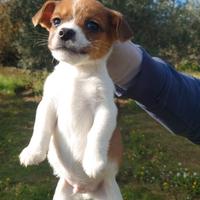 Jack Russell maschio