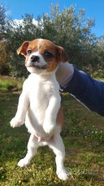 Jack Russell maschio